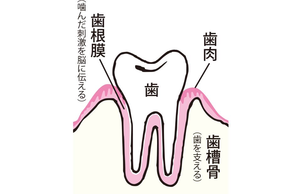 歯槽骨と歯根膜